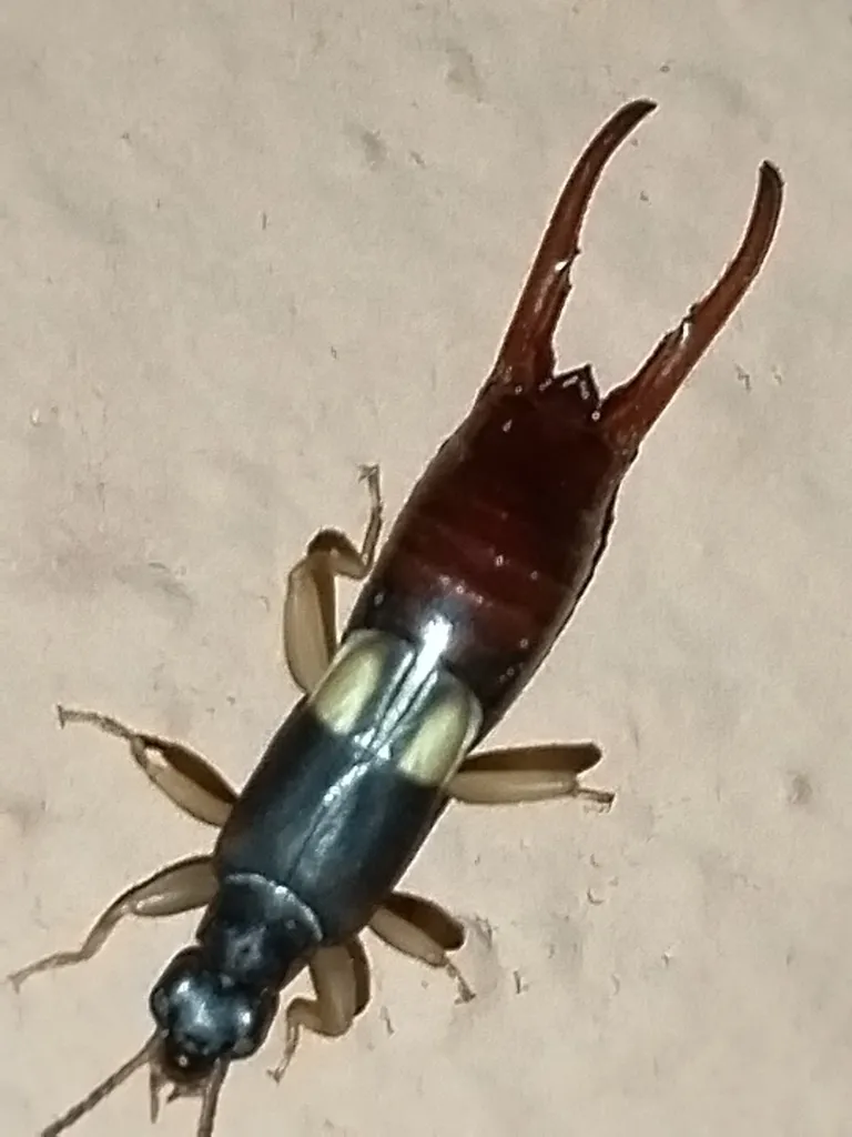 Vostox excavatus 0