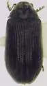 Vrilletta laurentina
