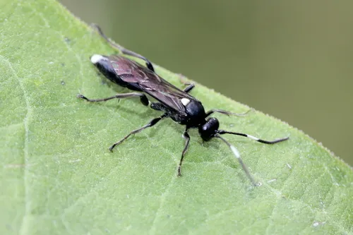 Vulgichneumon brevicinctor