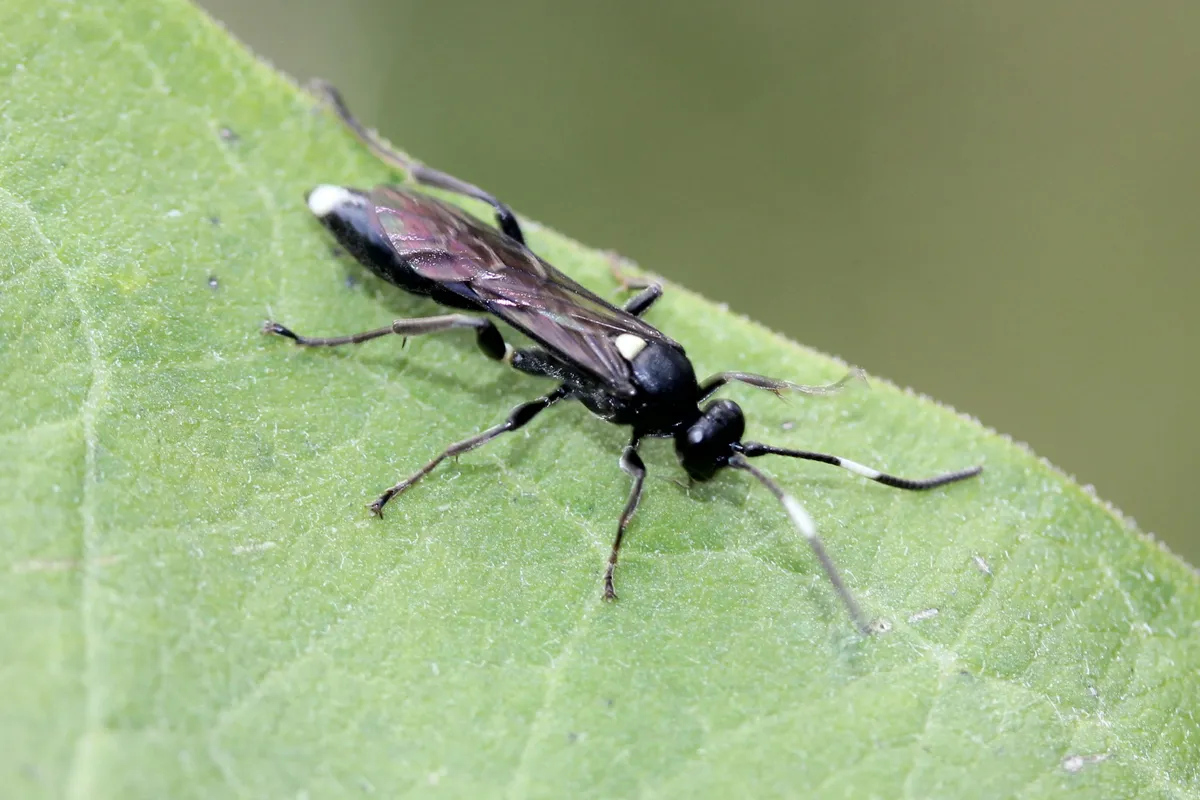 Vulgichneumon brevicinctor - photo 2