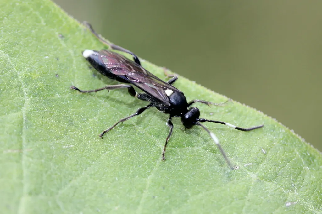Vulgichneumon brevicinctor - photo 3