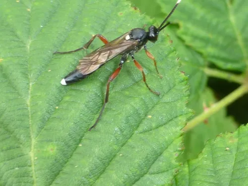 Vulgichneumon saturatorius