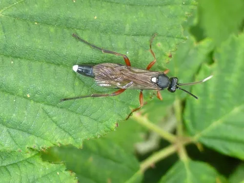 Vulgichneumon saturatorius - photo 2