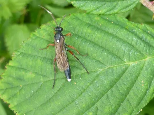 Vulgichneumon saturatorius - photo 3