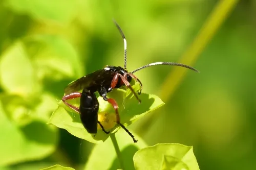 Vulgichneumon saturatorius - photo 4