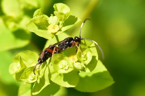 Vulgichneumon saturatorius - photo 5