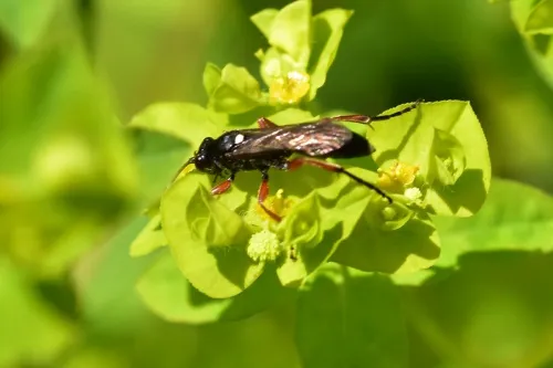 Vulgichneumon saturatorius - photo 6