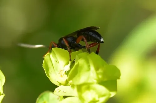Vulgichneumon saturatorius - photo 7