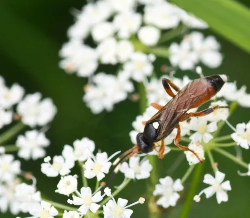 Vulgichneumon suavis