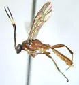 Vulgichneumon terminalis