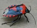 Vulsirea nigrorubra - photo 2