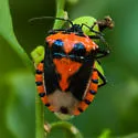 Vulsirea nigrorubra - photo 3