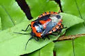 Vulsirea nigrorubra - photo 4
