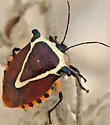 Vulsirea violacea - Vulsirea violacea