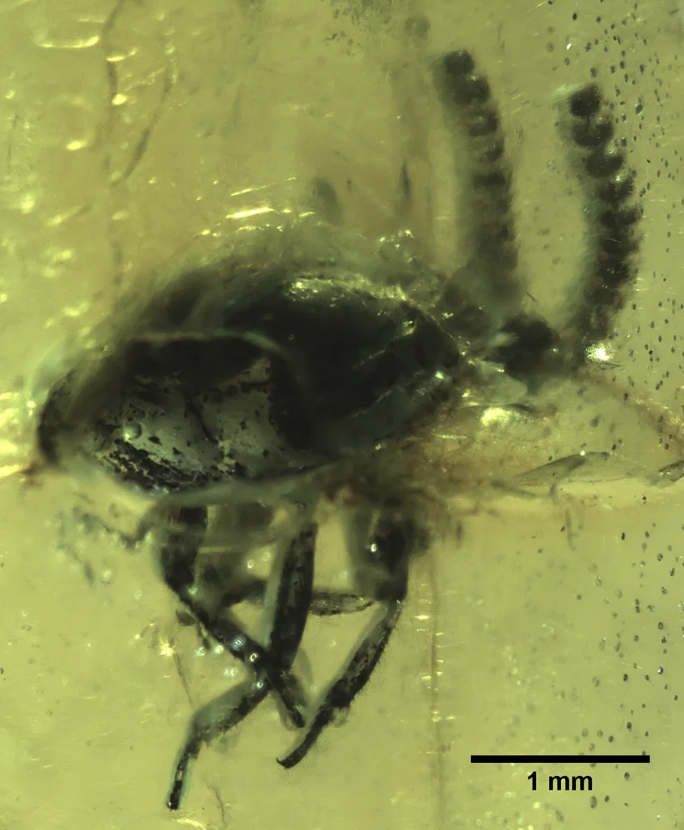 Wabbelidae - photo 2