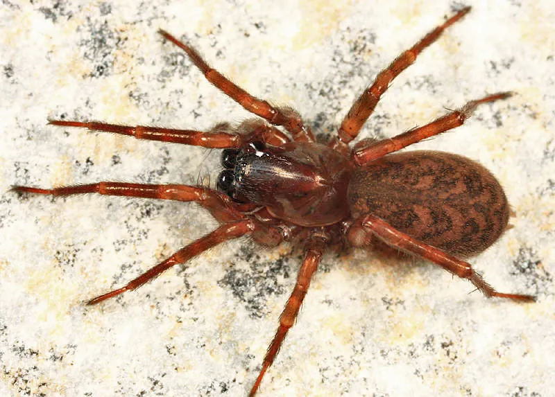 Wadotes calcaratus - Wadotes calcaratus