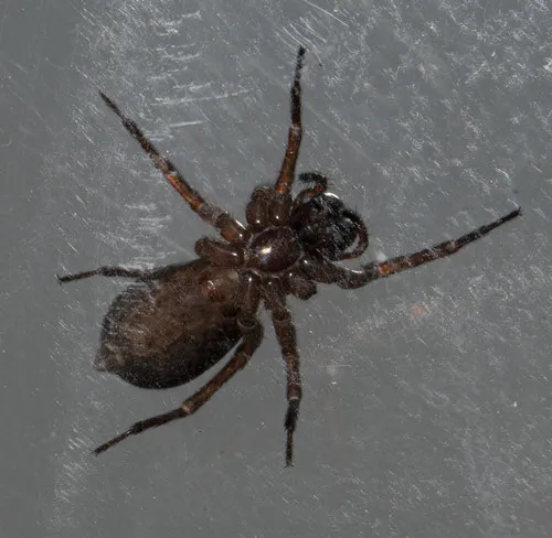 Wadotes hybridus