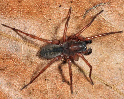 Wadotes hybridus - photo 2