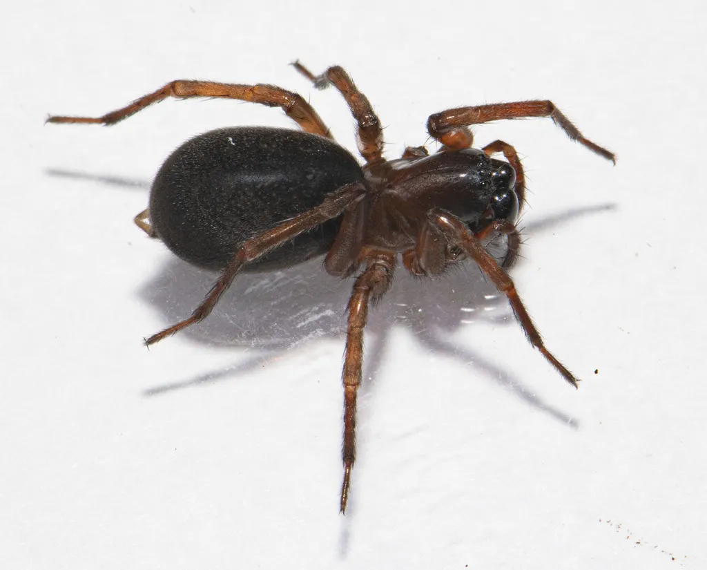 Wadotes hybridus - photo 3