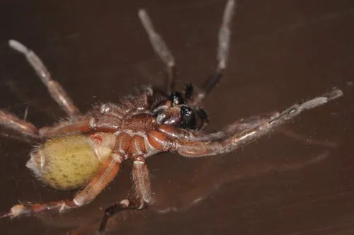 Wadotes hybridus - photo 5