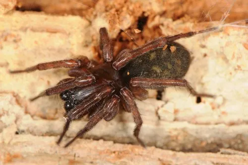 Wadotes hybridus - photo 7