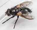Wagneria vernata - Wagneria vernata
