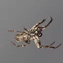 Wagneriana tauricornis