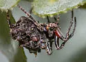 Wagneriana tauricornis - photo 2