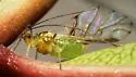 Strawberry Tree Aphid