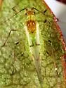 Strawberry Tree Aphid - photo 2