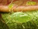 Strawberry Tree Aphid - photo 3