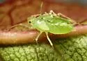 Strawberry Tree Aphid - photo 4