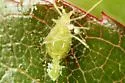 Strawberry Tree Aphid - photo 5