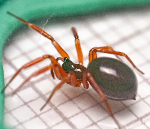 Walckenaeria acuminata