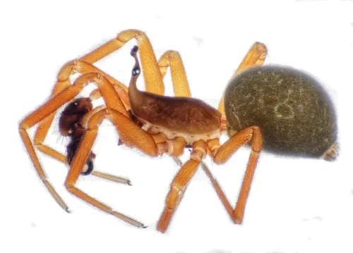 Walckenaeria acuminata - photo 2