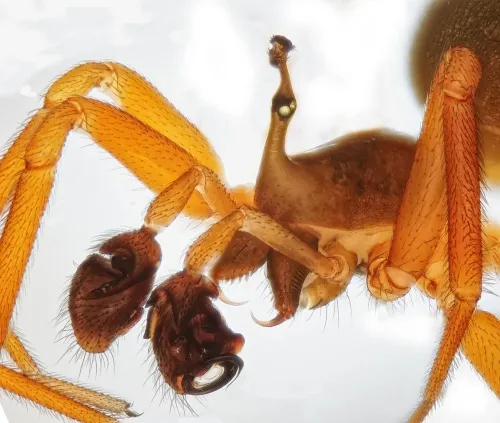 Walckenaeria acuminata - photo 3