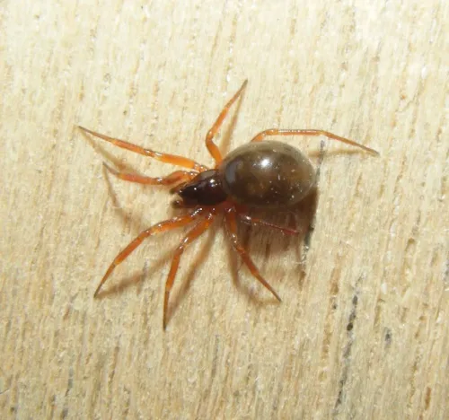 Walckenaeria acuminata - photo 6
