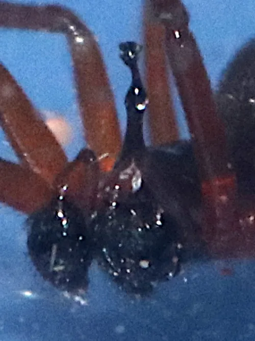 Walckenaeria acuminata - photo 8