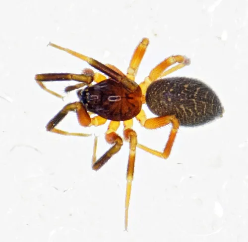 Walckenaeria antica