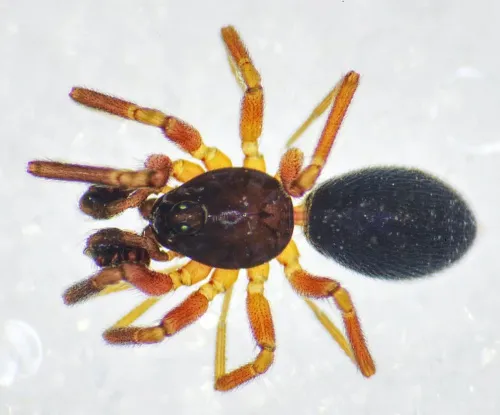 Walckenaeria antica - photo 2