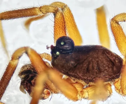 Walckenaeria antica - photo 3