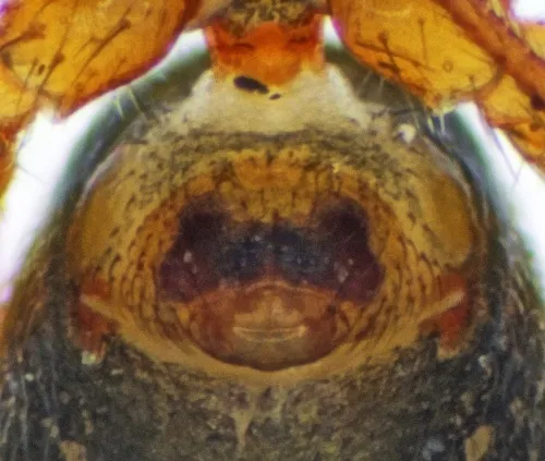 Walckenaeria antica - photo 5