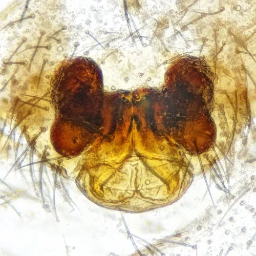 Walckenaeria antica - photo 6