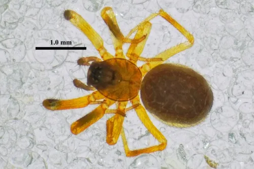 Walckenaeria atrotibialis
