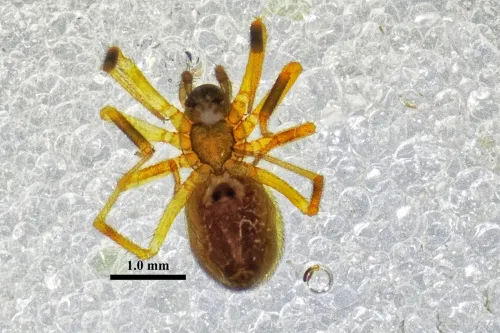 Walckenaeria atrotibialis - photo 2