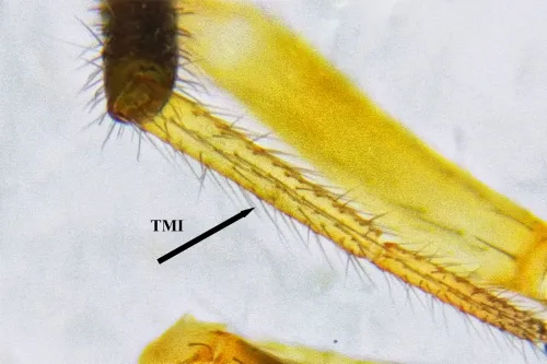 Walckenaeria atrotibialis - photo 3