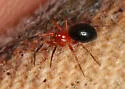 Walckenaeria auranticeps