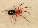 Walckenaeria auranticeps - photo 2