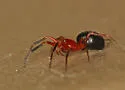 Walckenaeria auranticeps - photo 3