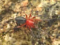 Walckenaeria auranticeps - photo 4
